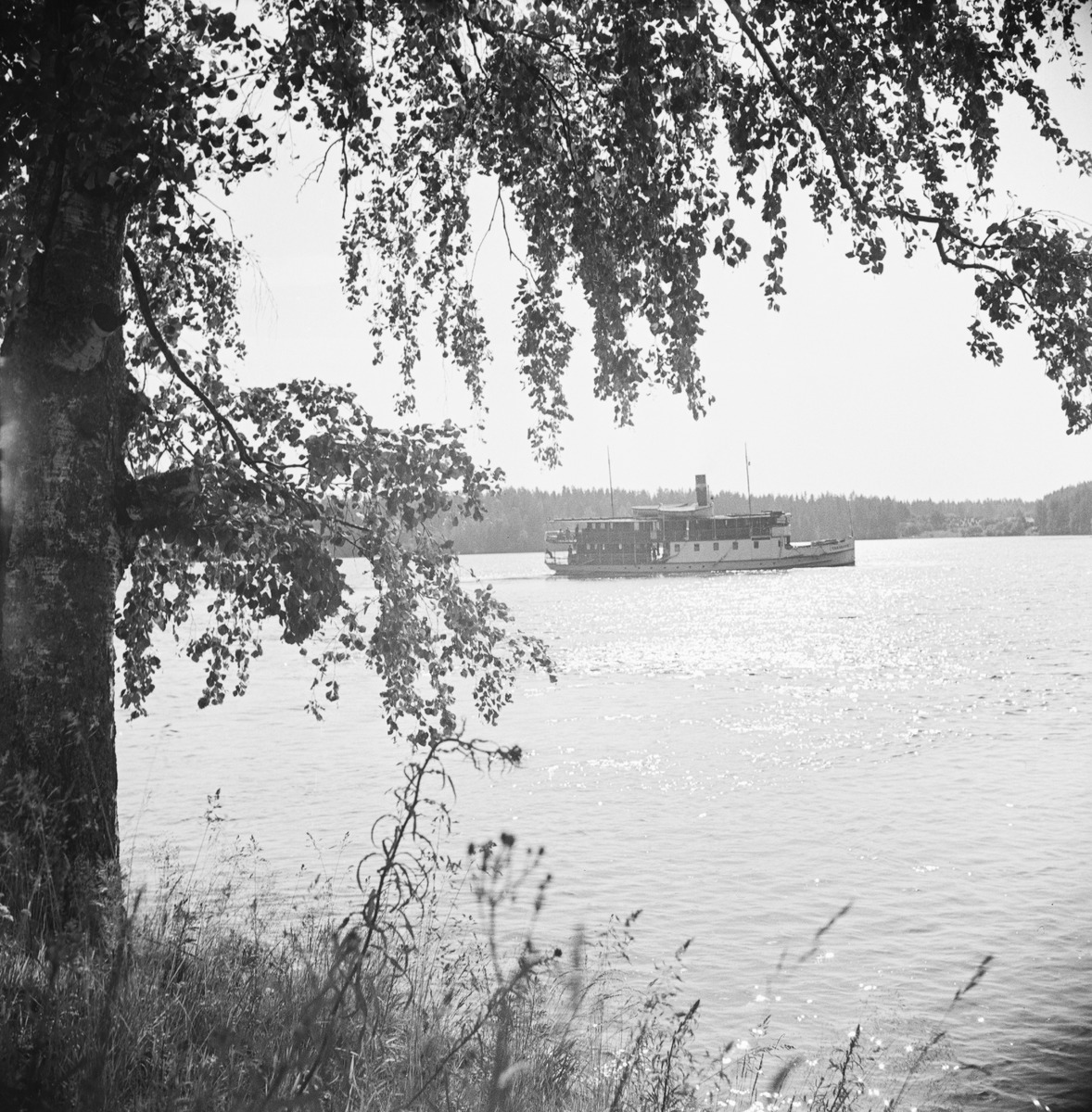 Tarjanne kulkee selällä, kuva otettu rannalta koivujen keskeltä.